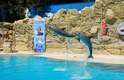 Inaugurado em outubro de 2009, o Dolphin Discovery garante aos visitantes uma nova experiência de nado interativo com golfinhos