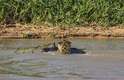 Segundo os cientistas, existem entre 4 mil e 7 mil onças no Pantanal e elas são especialistas em caçar jacarés. Os felinos atacam a presa de dia, quando ela está distraída tomando sol para se aquecer