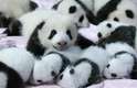 O centro de pesquisa e reprodução de pandas de Chengdu, na China, apresentou 14 novos filhotes de panda-gigante, espécie que corre corre risco de ser extinta. Os pequenos animais se unem à família de 128 pandas que já vivem na reserva