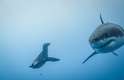 Um fotógrafo flagrou o momento em que um leão-marinho encarou um tubarão-branco de seis metros na Ilha de Guadalupe, no México