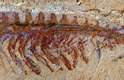 Fóssil do mais antigo ancestral das aranhas e escorpiões foi descoberto na China. Animal viveu há 520 milhões de anos.