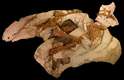 Um estudante do ensino médio descobriu o mais completo fóssil conhecido de uma espécie de dinossauro.