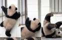 Um fotógrafo flagrou o momento em que um filhote de panda-gigante escala as grades de um centro em Chengdu, na China