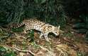 Cientistas descobriram uma nova espécie de felino no Brasil.