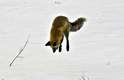 O animal pula para "mergulhar" na neve. Para saber o ponto exato do ataque, a raposa usa sua poderosa audição
