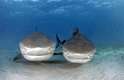 Dupla de tubarões posa para imagens do fotógrafo brasileiro Daniel Botelho nas Bahamas