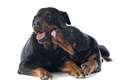 8) RottweilerEmbora seja considerado dono de um temperamento agressivo sendo usado, inclusive, como cão de guarda o Rotweiller pode ser bastante carinhoso e dócil, convivendo bem até mesmo com crianças, quando adestrados da maneira correta