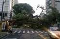 A rua Eça de Queiroz, na Vila Mariana, permanecia bloqueada na manhã desta segunda-feira após queda de árvore de grande porte