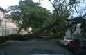 Árvore caída interdita rua no bairro Vila Clementino, na zona zul de São Paulo