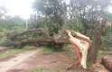 Tempestade derrubou 25 árvores no Parque do Ibirapuera, zona sul de SP