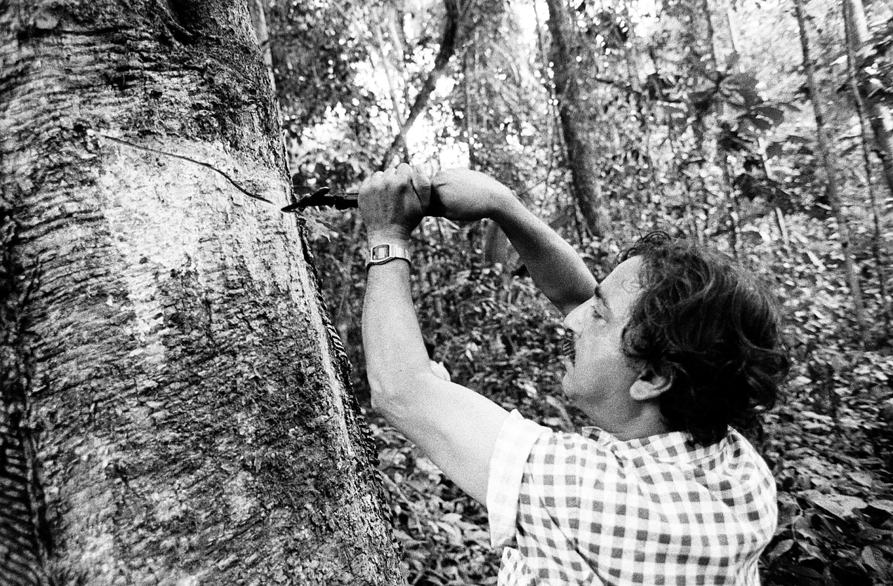 O seringueiro Francisco Alves Mendes Filho, o Chico Mendes, ícone da militância na Região Amazônica, morto por pistoleiros há 20 anos, é visto extraindo látex de tronco de árvore.