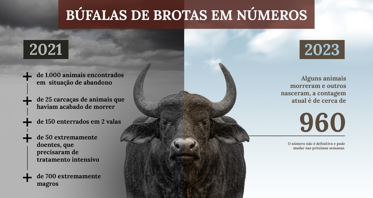 Caso das búfalas de Brotas em números