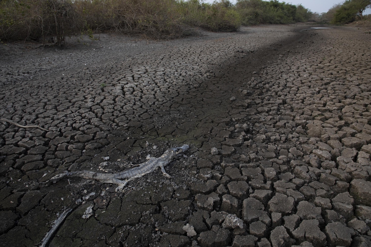 Jacaré morto em lagoa seca próxima à rodovia Transpantaneira em 22 de setembro de 2020, na cidade de Poconé, no Mato Grosso