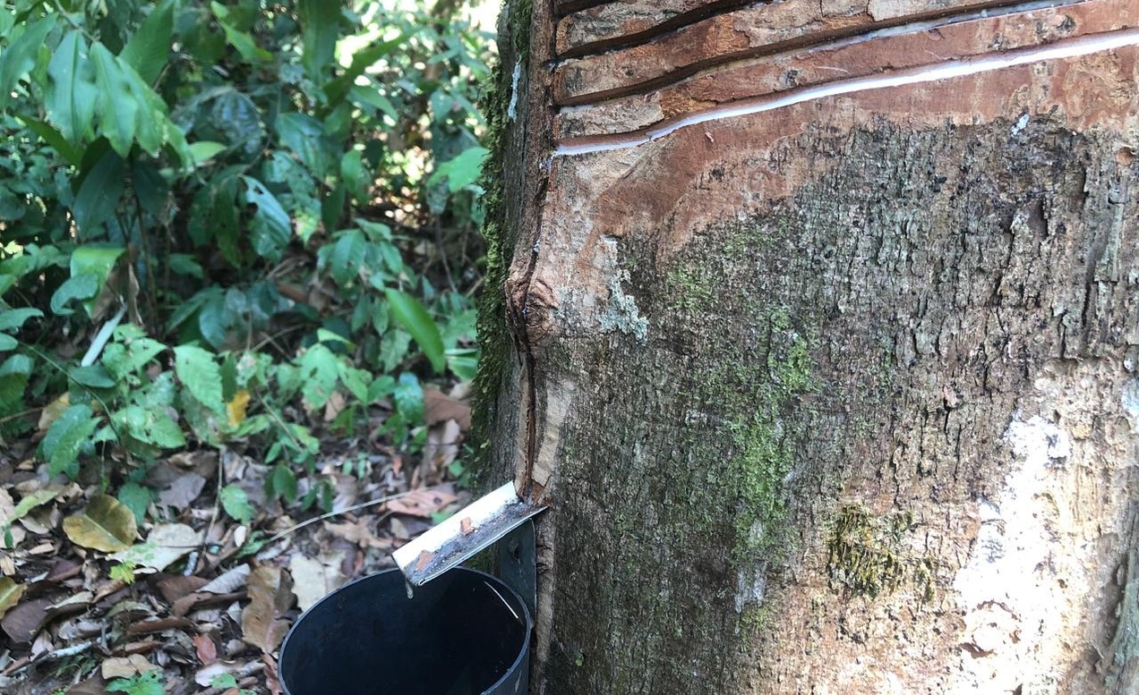 Látex extraído de uma seringueira na Reserva Chico Mendes