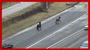 Cavalos escapam e são flagrados em rodovia nos EUA