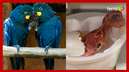 Filhote de arara-azul nasce no Zoológico de SP