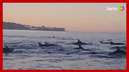 Remadores flagram 30 golfinhos em Guanabara