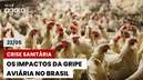 Terra Agora debate prejuízos da gripe aviária e traz entrevista com Ana Paula Padrão