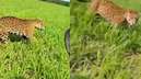 Onça-pintada corre ao lado de fazendeiro
