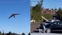 Vídeo mostra asa-delta caindo sobre carro durante pouso no RS