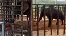 Elefante Sandro toma 'banho de terra' após chegar a santuário em Mato Grosso