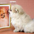 Quer render mais no trabalho? Fique olhando fotos de animais