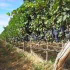 Brasil: descubra histórias e curiosidades sobre vinhos ...