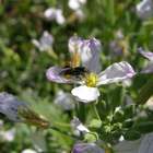 Abelhas geram renda extra e elevam produtividade agrícola