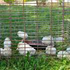 Frango vivo tem desvalorização de quase 40% em 2013