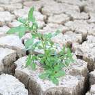 Iniciativa brasileira busca criar semente resistente à seca