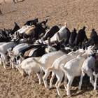 Técnicas de prevenção podem reduzir perdas pela estiagem