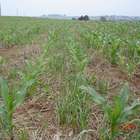 Plantas daninhas avançam com uso incorreto de herbicidas