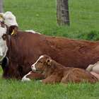 Alimentação adequada do bezerro antecipa ciclo produtivo