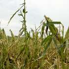 Seguro rural protege produtor das adversidades climáticas