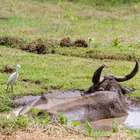 Aumentar consumo é desafio para criadores de búfalos no País