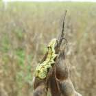 Lagarta que causou perda bilionária na lavoura é investigada