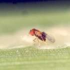 Controle biológico traz reconhecimento mundial a brasileiros