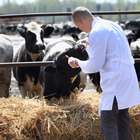 Manejo correto da vacinação eleva produtividade na pecuária