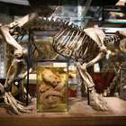 Da imaginação à realidade: conheça 10 animais reais já ...