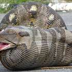 Qual o maior animal que uma cobra pode comer? Veja flagras