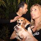 Por que os beagles são usados em pesquisas de medicamentos?