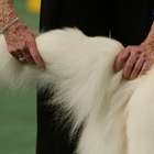 Por que cachorro corre atrás do próprio rabo?