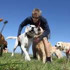 O que cães estão "dizendo" quando movem o rabo?