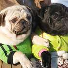 Exportações no segmento pet devem chegar a US$ 226 milhões