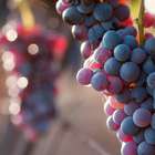 Expectativa de exportação de uvas para 2014 é favorável