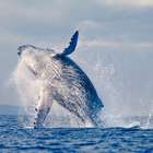 Empresa islandesa anuncia cerveja com composto de baleia