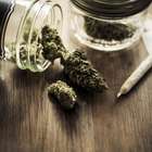 Maconha pode ser promissora no tratamento de câncer cerebral