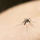 Cientistas desvendam tática de mosquitos para picar humanos