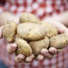 Você sabia que temos menos cromossomos do que as batatas?