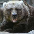 Turista morre nos EUA ao ser atacado por urso cinzento